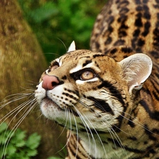 ocelot