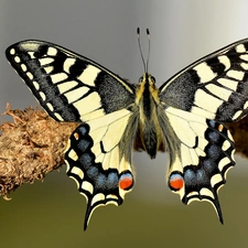 Insect, Oct Queen, branch, butterfly