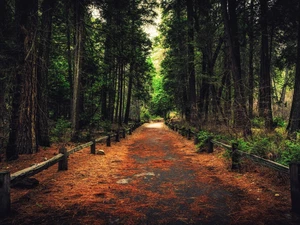 Yosemite National Park, Way, fence, forest, viewes, State of California, The United States, trees