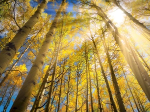 trees, birch, rays of the Sun, viewes