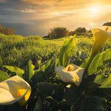 Meadow, Calla, rays of the Sun, Flowers