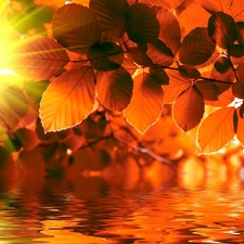 autumn, water, rays of the Sun, Leaf