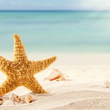 starfish, Sand, rays of the Sun, Shells