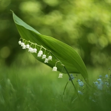 Forget, Flowers, lily of the Valley