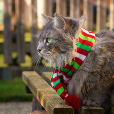 color, Scarf, green ones, Eyes, cat