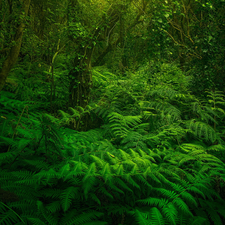 trees, Green, green ones, fern, viewes, forest