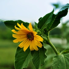 green ones, Leaf, Yellow, Sunflower, Colourfull Flowers