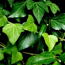 Leaf, ivy, green ones