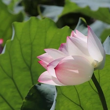 Leaf, lotus, green ones