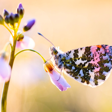 blur, Close, butterfly, Orange Tip, Colourfull Flowers