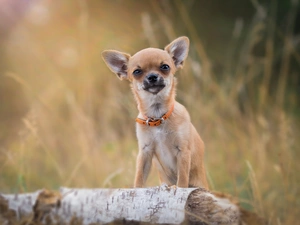 Chihuahua, Orange, dog-collar, doggy
