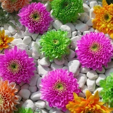 Orange, Flowers, Pink, green ones, color