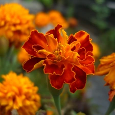 Orange, Colourfull Flowers, Tagetes, Stinkers, Tagetes