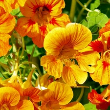 Orange, nasturtiums, yellow