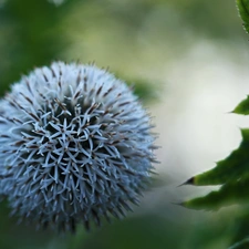 Echinops Ritro, White, Orb