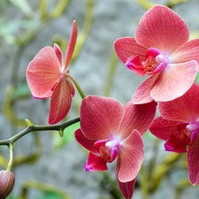 orchid