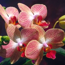 Buds, Colourfull Flowers, orchid