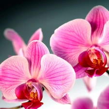 Colourfull Flowers, orchid, orchid