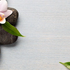 orchid, Stones, Flowers