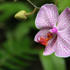 orchid, orchid