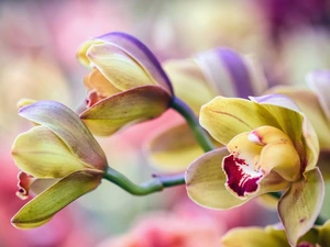 orchid, orchids