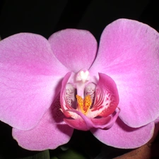 Pink, orchid