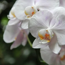 orchid, orchid, White