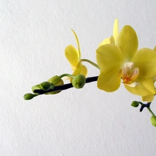Yellow, orchid