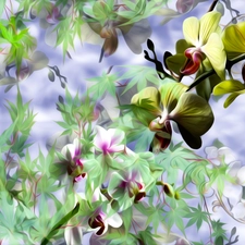 Flowers, Leaf, graphics, orchids