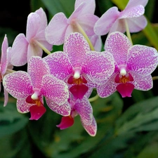 orchids, beatyfull, Pink