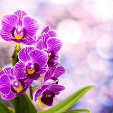 purple, orchids