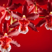 Red, orchids