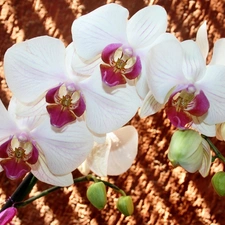 orchids, Flowers, White