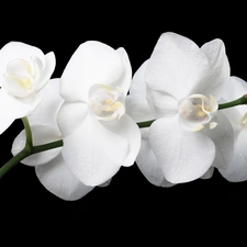 White, orchids