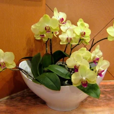 Yellow, orchids