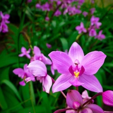 orchids