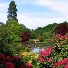 Garden, Bush, ornamental, Rhododendrons