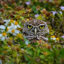 Plants, owl, Little Owl