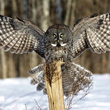 spread, owl, wooden, post, wings, Tawny owl great gray owl