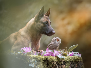 dog, owl, Scops Owl, Belgian Shepherd Malinois