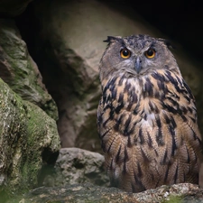 Stones, owl, eagle-owl