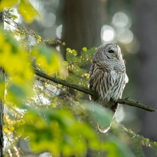 twig, owl, Brown Owl