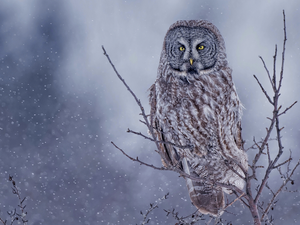 owl, Bird, Twigs, Tawny owl great gray owl