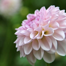 pale pink, Dalia