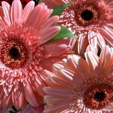 gerberas, Flowers, pale pink