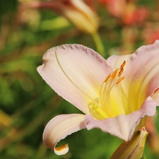 Pale pink, lily