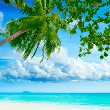 Palm, sea, Beaches