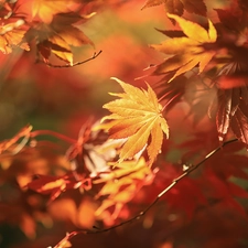 Maple Palm, Leaf, Twigs, Red