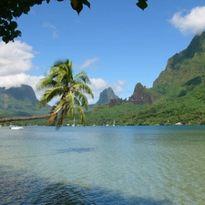 Gulf, Island, Palm, Mountains, water, Moorea