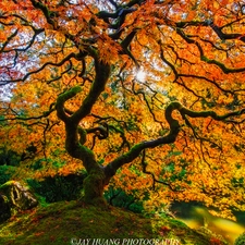 trees, autumn, rays of the Sun, Maple Palm